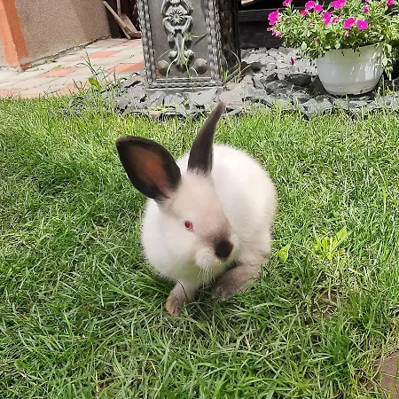 Affittacamere Къща За Гости Рожен Рест *