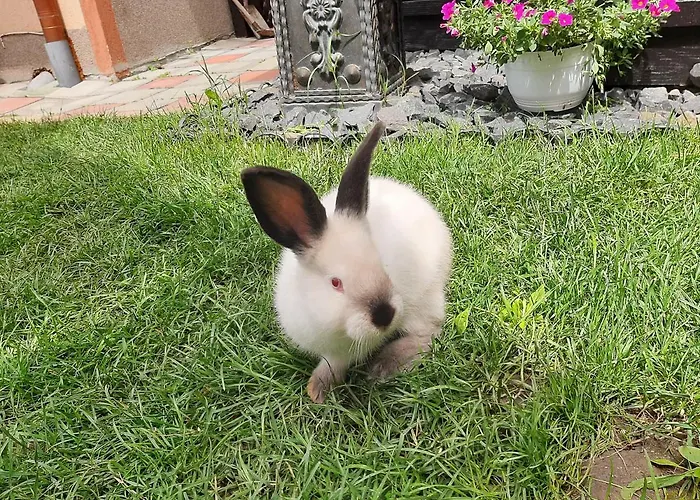 Affittacamere Къща За Гости Рожен Рест *