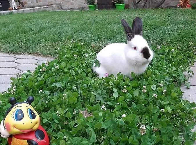 Къща За Гости Рожен Рест Affittacamere *